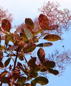 Garden Goods Direct Royal Purple Smoke Tree Trees