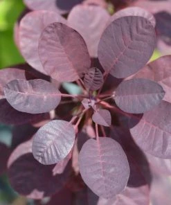 Garden Goods Direct Royal Purple Smoke Tree Trees