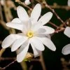 Garden Goods Direct Royal Star Magnolia