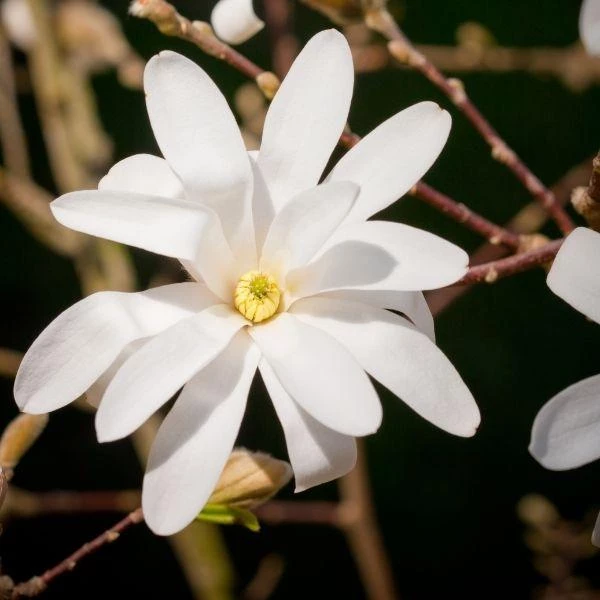 Garden Goods Direct Royal Star Magnolia 1 Garden Goods Direct Royal Star Magnolia