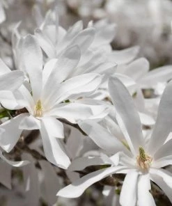 Garden Goods Direct Royal Star Magnolia 10 Garden Goods Direct Royal Star Magnolia