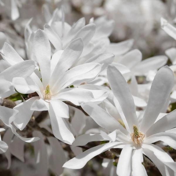 Garden Goods Direct Royal Star Magnolia 5 Garden Goods Direct Royal Star Magnolia