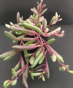 Garden Goods Direct Ruby Necklace Plant