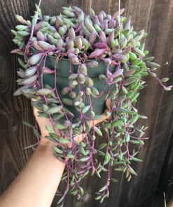 Garden Goods Direct Ruby Necklace Plant