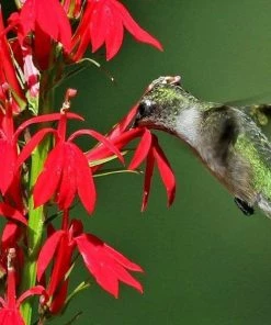 Garden Goods Direct Cardinal Flower