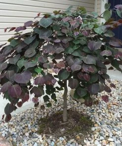 Garden Goods Direct Ruby Falls Redbud