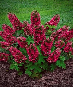 Garden Goods Direct Ruby Slippers Hydrangea Shrubs