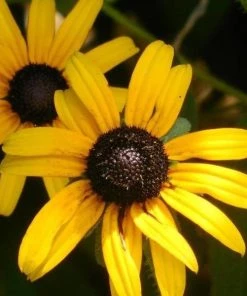 Garden Goods Direct Black Eyed Susan 6 Garden Goods Direct Black Eyed Susan