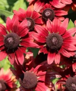 Garden Goods Direct Perennials Rudbeckia Cherry Brandy