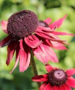 Garden Goods Direct Perennials Rudbeckia Cherry Brandy