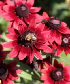 Garden Goods Direct Perennials Rudbeckia Cherry Brandy