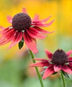 Garden Goods Direct Perennials Rudbeckia Cherry Brandy