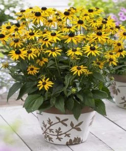 Garden Goods Direct Perennials Rudbeckia Little GoldStar