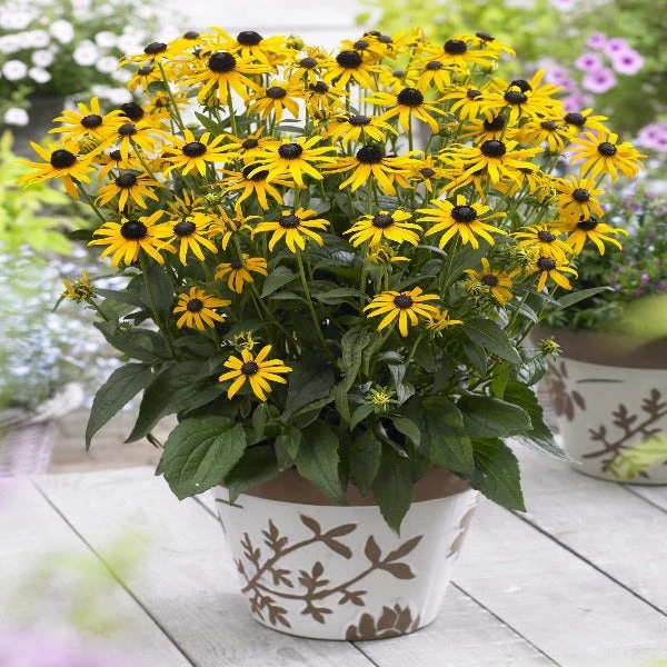 Garden Goods Direct Perennials Rudbeckia Little GoldStar 2 Garden Goods Direct Perennials Rudbeckia Little GoldStar