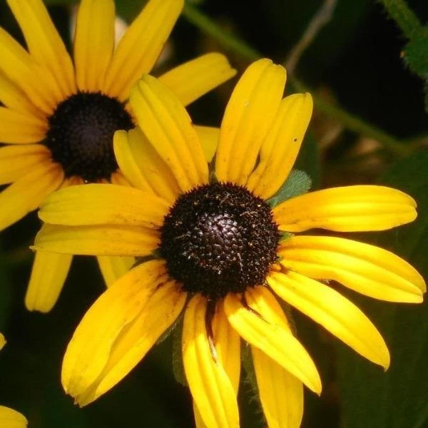 Garden Goods Direct Black Eyed Susan 3 Garden Goods Direct Black Eyed Susan