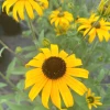 Garden Goods Direct Perennials Rudbeckia American Gold Rush