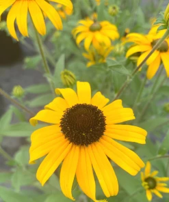 Garden Goods Direct Perennials Rudbeckia American Gold Rush