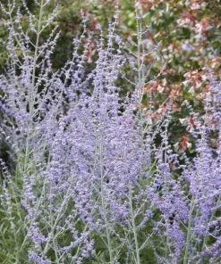 Garden Goods Direct Russian Sage Perennials