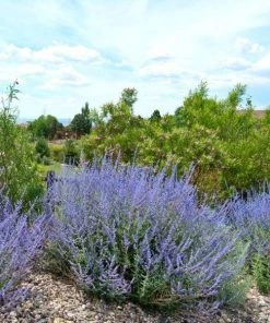 Garden Goods Direct Perennials Little Spire Russian Sage