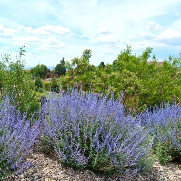 Garden Goods Direct Perennials Little Spire Russian Sage 1 Garden Goods Direct Perennials Little Spire Russian Sage