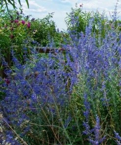 Garden Goods Direct Perennials Little Spire Russian Sage 6 Garden Goods Direct Perennials Little Spire Russian Sage