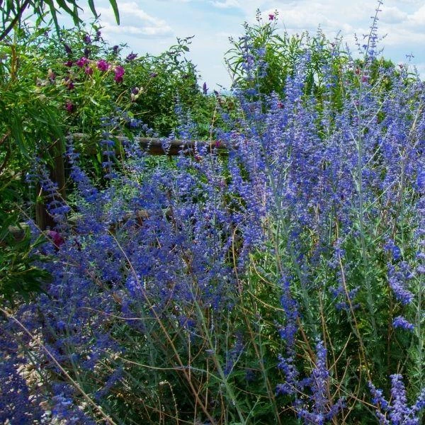 Garden Goods Direct Perennials Little Spire Russian Sage 3 Garden Goods Direct Perennials Little Spire Russian Sage