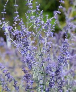 Garden Goods Direct Perennials Little Spire Russian Sage