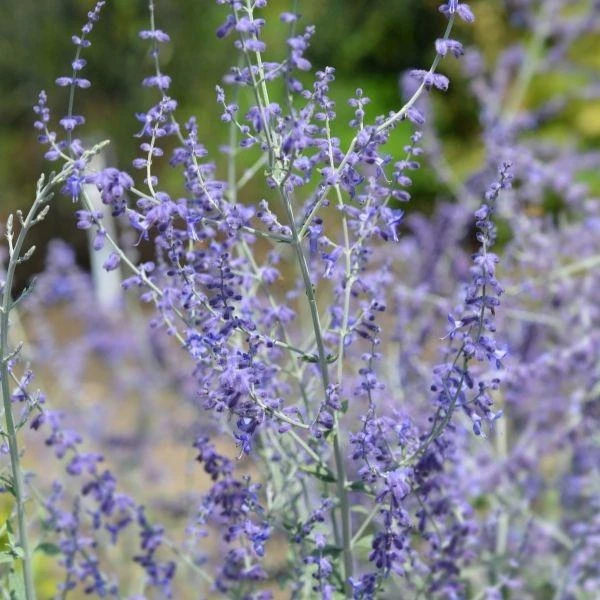 Garden Goods Direct Perennials Little Spire Russian Sage 2 Garden Goods Direct Perennials Little Spire Russian Sage