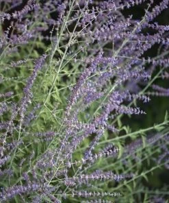 Garden Goods Direct Perennials Little Spire Russian Sage 7 Garden Goods Direct Perennials Little Spire Russian Sage