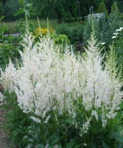 Garden Goods Direct Astilbe Snowdrift Perennials