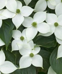 Garden Goods Direct Milky Way Kousa Dogwood