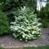 Garden Goods Direct Shasta Viburnum Shrubs