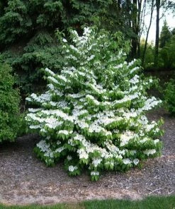 Garden Goods Direct Shasta Viburnum Shrubs
