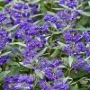 Garden Goods Direct Caryopteris Dark Knight Shrubs
