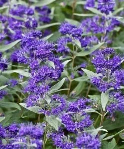Garden Goods Direct Caryopteris Dark Knight Shrubs