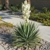 Garden Goods Direct Shrubs Yucca Filamentosa 'Excalibur'