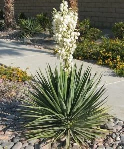 Garden Goods Direct Shrubs Yucca Filamentosa 'Excalibur'