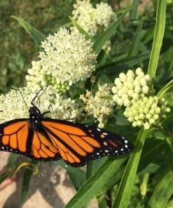 Garden Goods Direct Ice Ballet Asclepias Incarnata Perennials