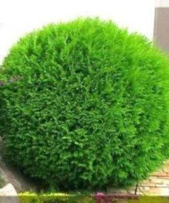 Garden Goods Direct Shrubs Arborvitae Tom Thumb