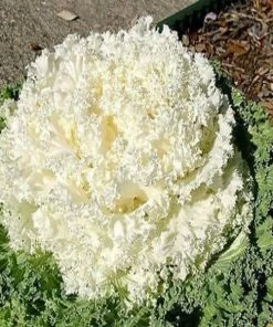 Garden Goods Direct Kale Kamome White 6 Garden Goods Direct Kale Kamome White