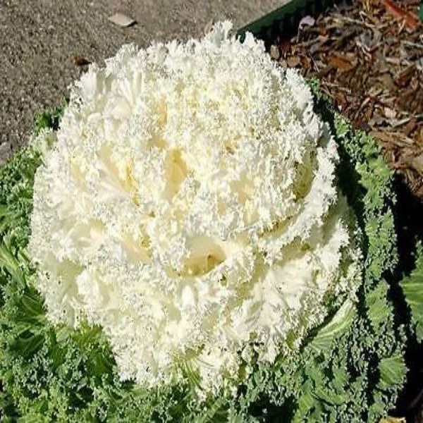 Garden Goods Direct Kale Kamome White 3 Garden Goods Direct Kale Kamome White
