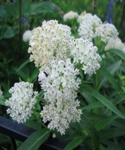 Garden Goods Direct Ice Ballet Asclepias Incarnata Perennials