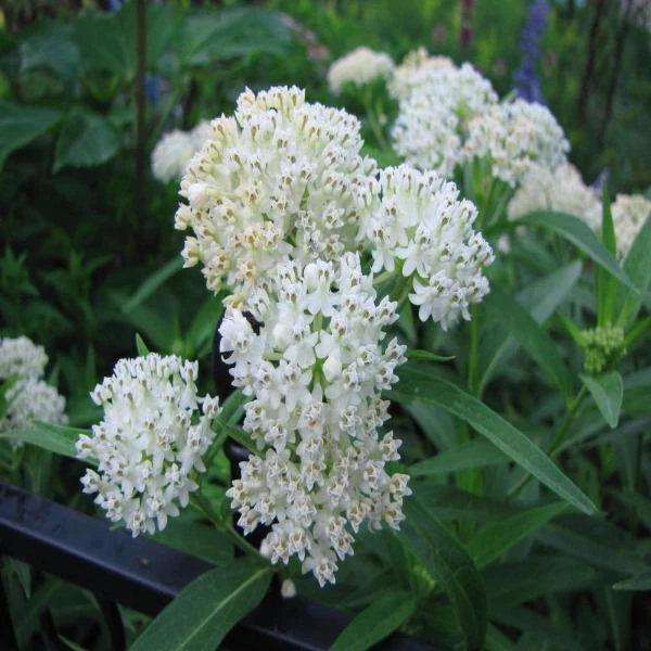 Garden Goods Direct Ice Ballet Asclepias Incarnata Perennials 1 Garden Goods Direct Ice Ballet Asclepias Incarnata Perennials