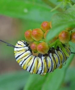 Garden Goods Direct Yellow Butterfly Weed