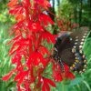 Garden Goods Direct Cardinal Flower
