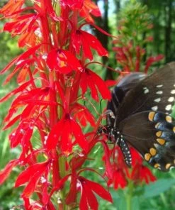 Garden Goods Direct Cardinal Flower