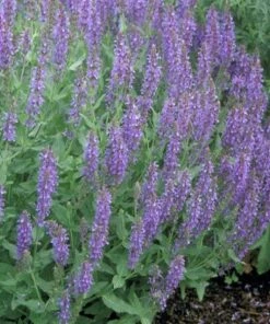 Garden Goods Direct Salvia Blue Hill