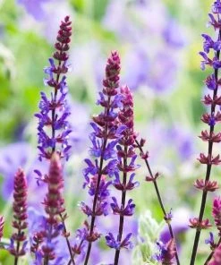 Garden Goods Direct Salvia Caradonna