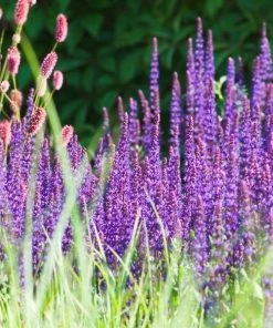 Garden Goods Direct Salvia Caradonna