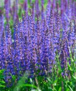 Garden Goods Direct Salvia Caradonna
